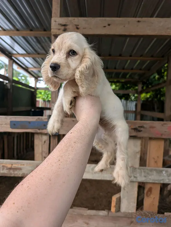 animales y mascotas - hermosos cachorritos de cocker spaniel 2