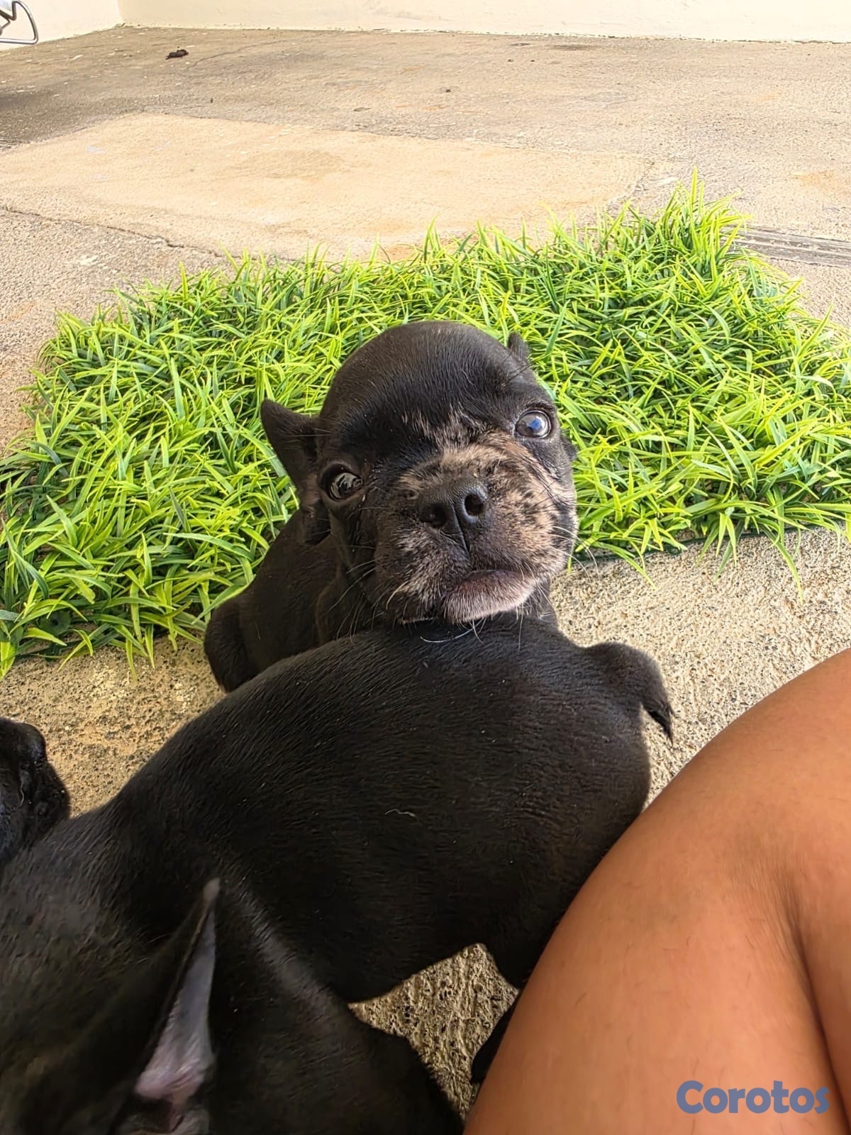 animales y mascotas - CACHORROS FRENCH BULLDOGS - PEDIGREE. RD$40,000 - RD$50,000.  8