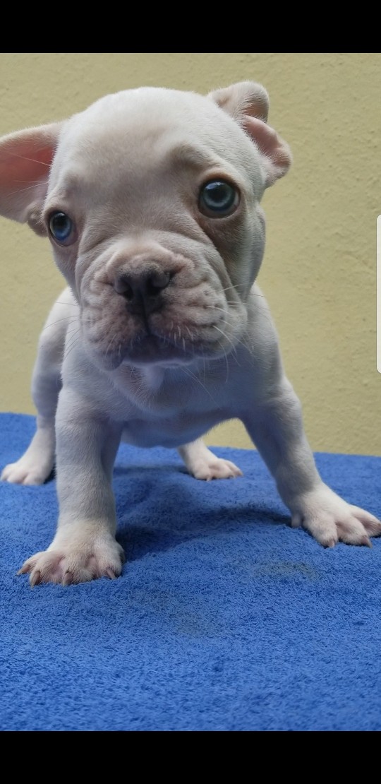 animales y mascotas - Bulldog francés platiniun exóticos ojos azules macho
