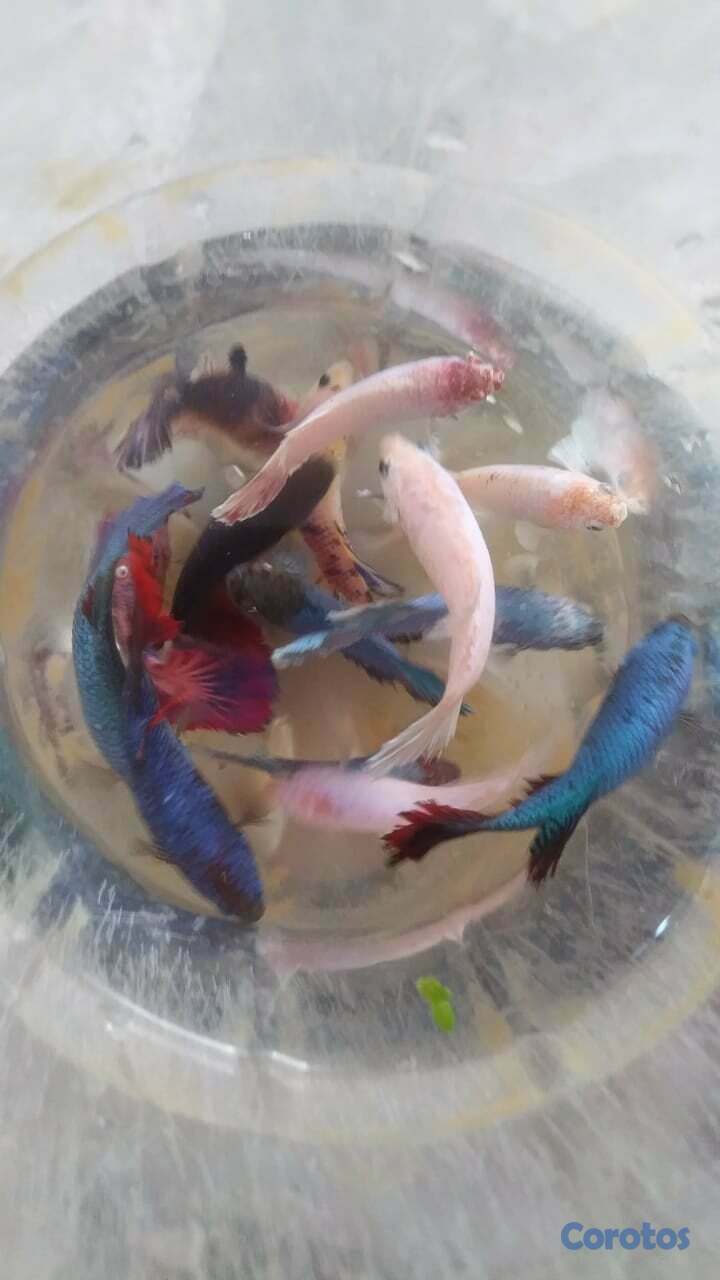 animales y mascotas - Bettas para revender... un ingreso extra para ti.. 2