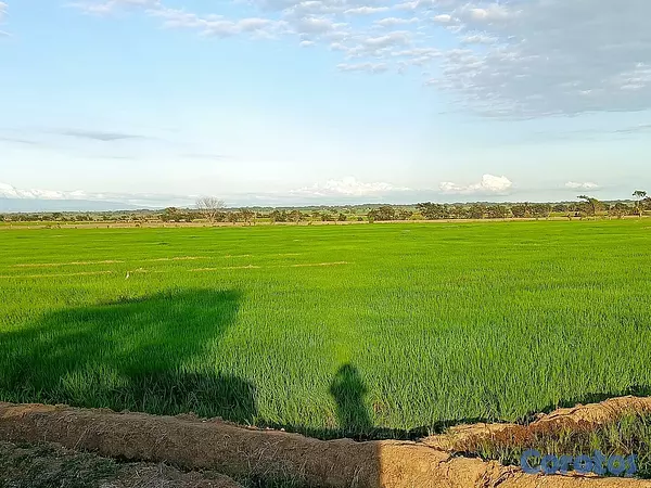 solares y terrenos - Se Vende Finca de Arroz en San Francisco de Macorís Macoris 9