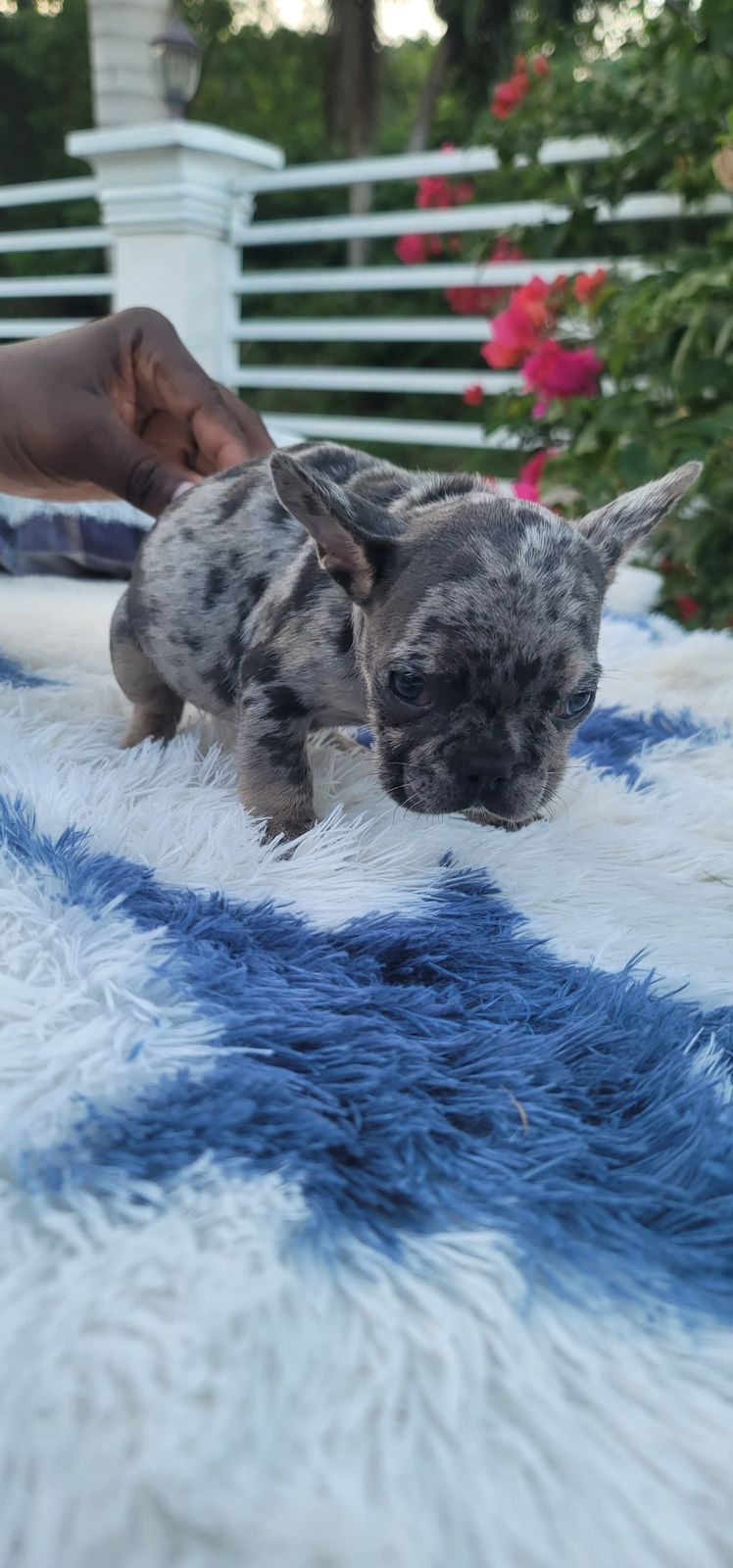 animales y mascotas - OFERTA CACHORRO EXOTICO BULLDOG FRANCES AMBOS SEXO