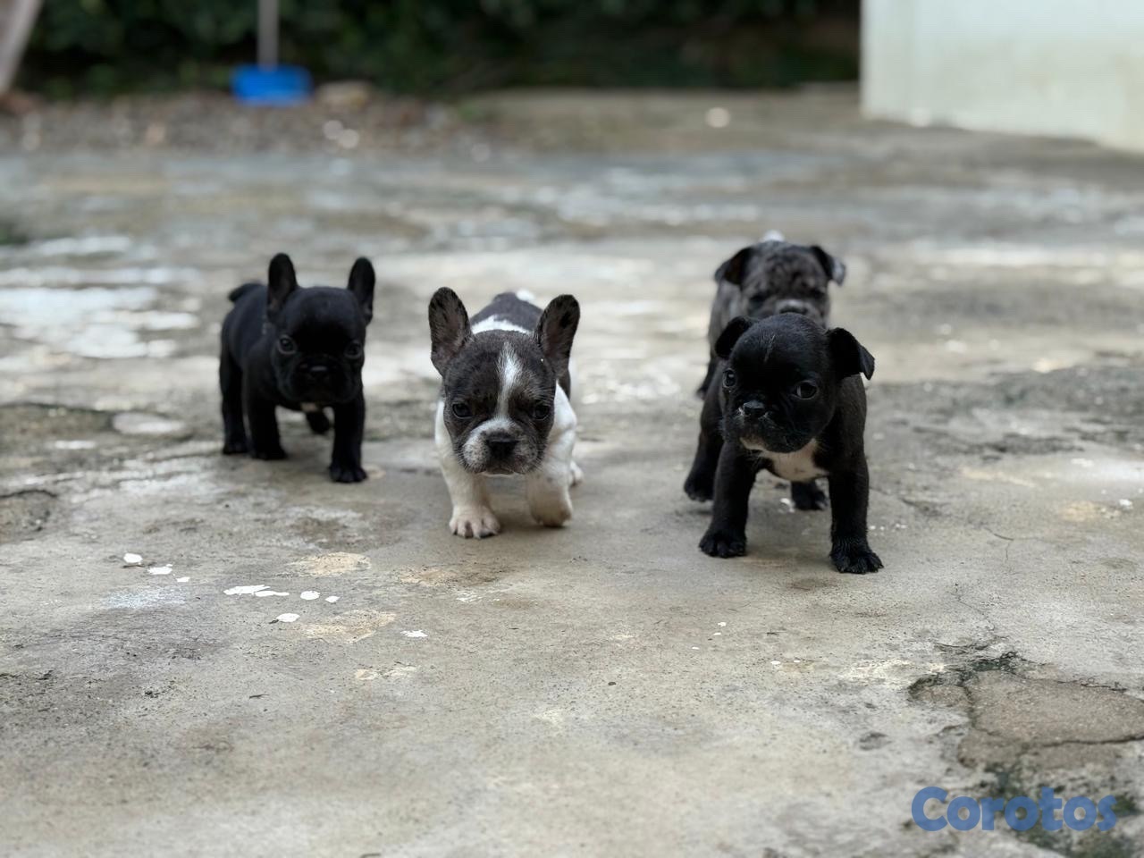 animales y mascotas - CACHORROS FRENCH BULLDOGS - PEDIGREE. RD$40,000 - RD$50,000.  9