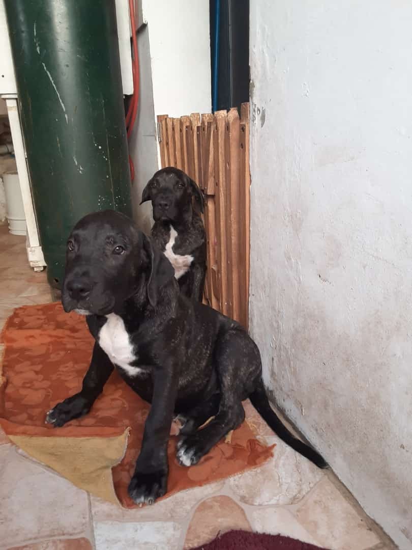 animales y mascotas - Cachorras  presa canario de padre campeón Dominicano Guardianes, territoriales.