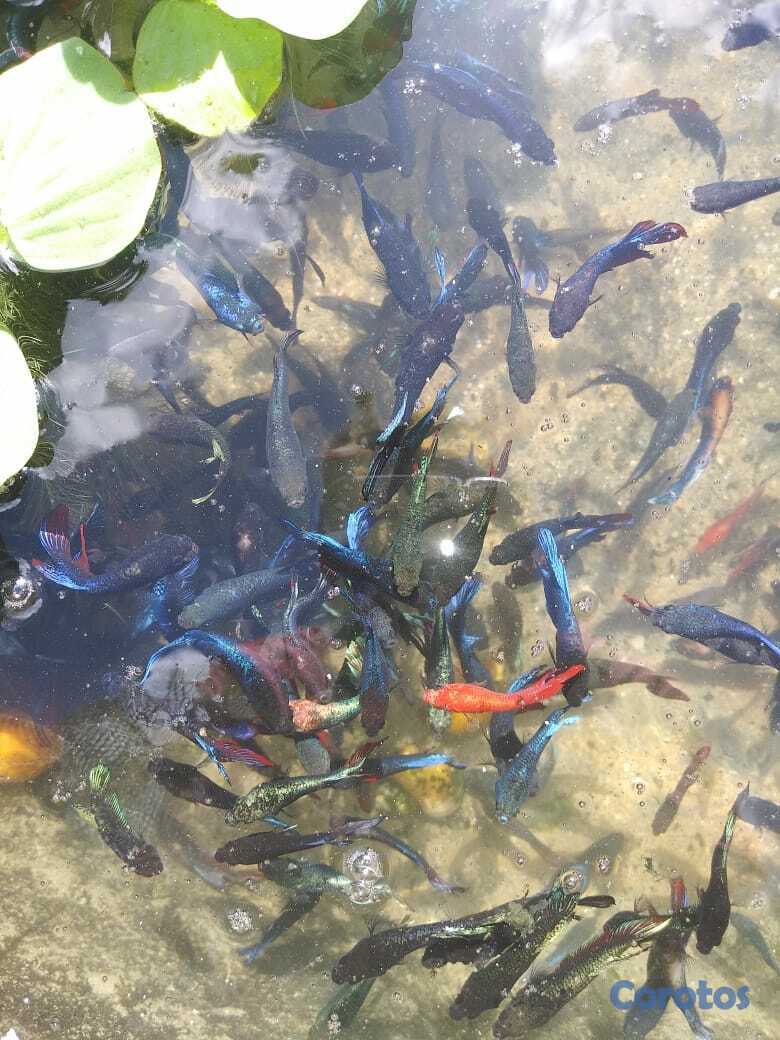 animales y mascotas - Bettas para revender... un ingreso extra para ti.. 3