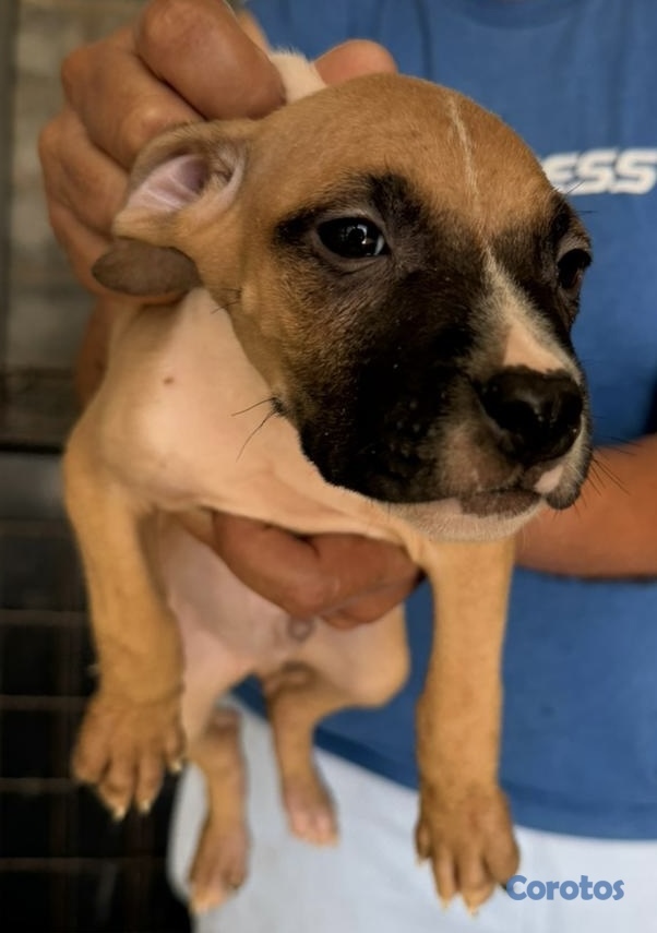 animales y mascotas - Cachorros American Pitbull Terrier con pedigree 9