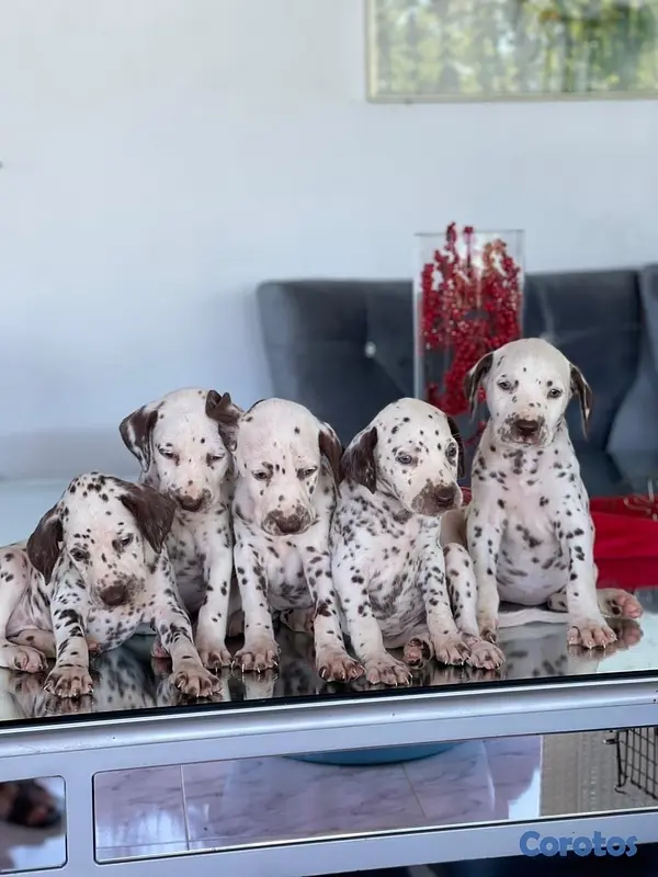 animales y mascotas - Hermosos cachorros Dálmatas 🐶🐾 4