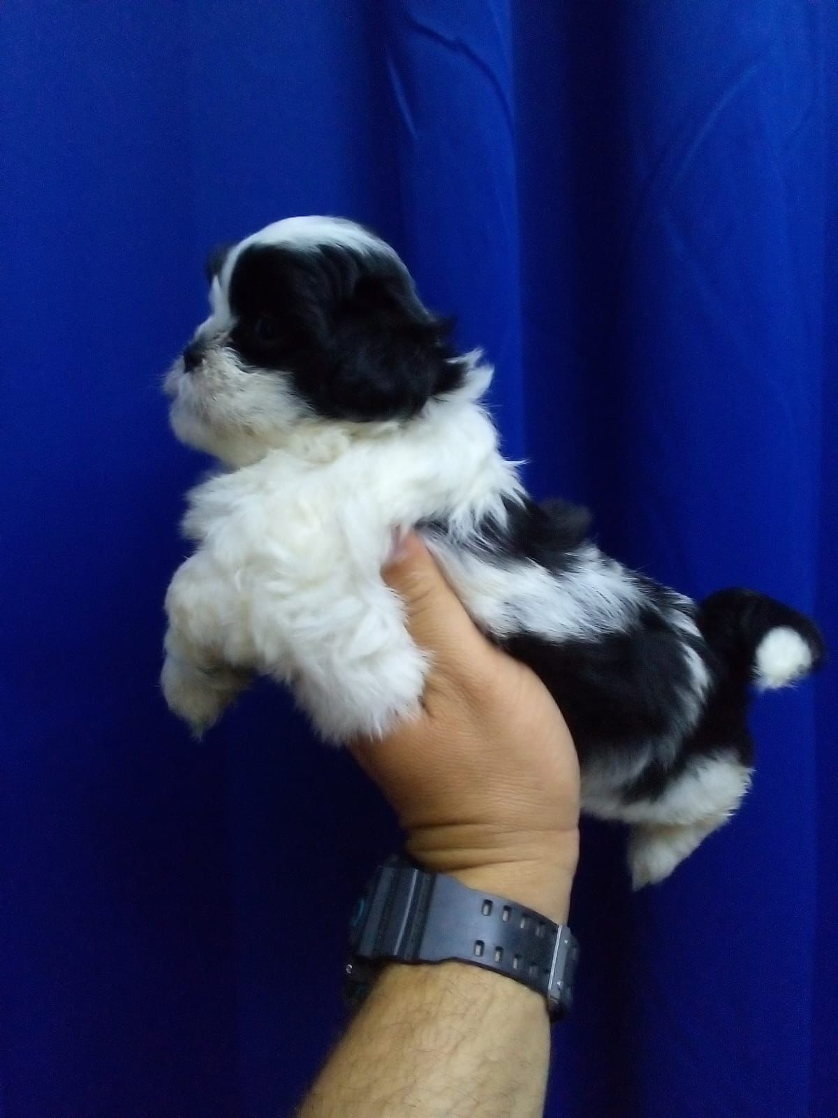 animales y mascotas - OFERTA CACHORRO SHIPOO MACHO EN SANTO DOMINGO Y VA