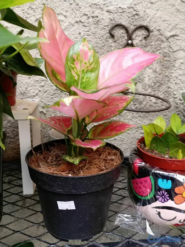 herramientas, jardines y exterior - Plantas ornamentales para ti  4