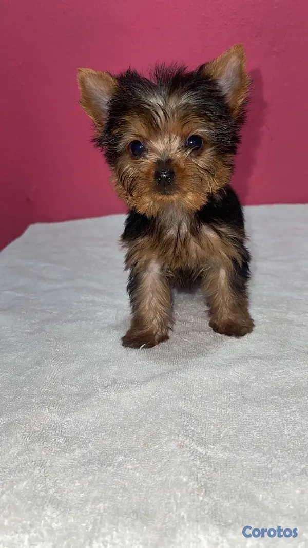 animales y mascotas - Yorkie terrier  3