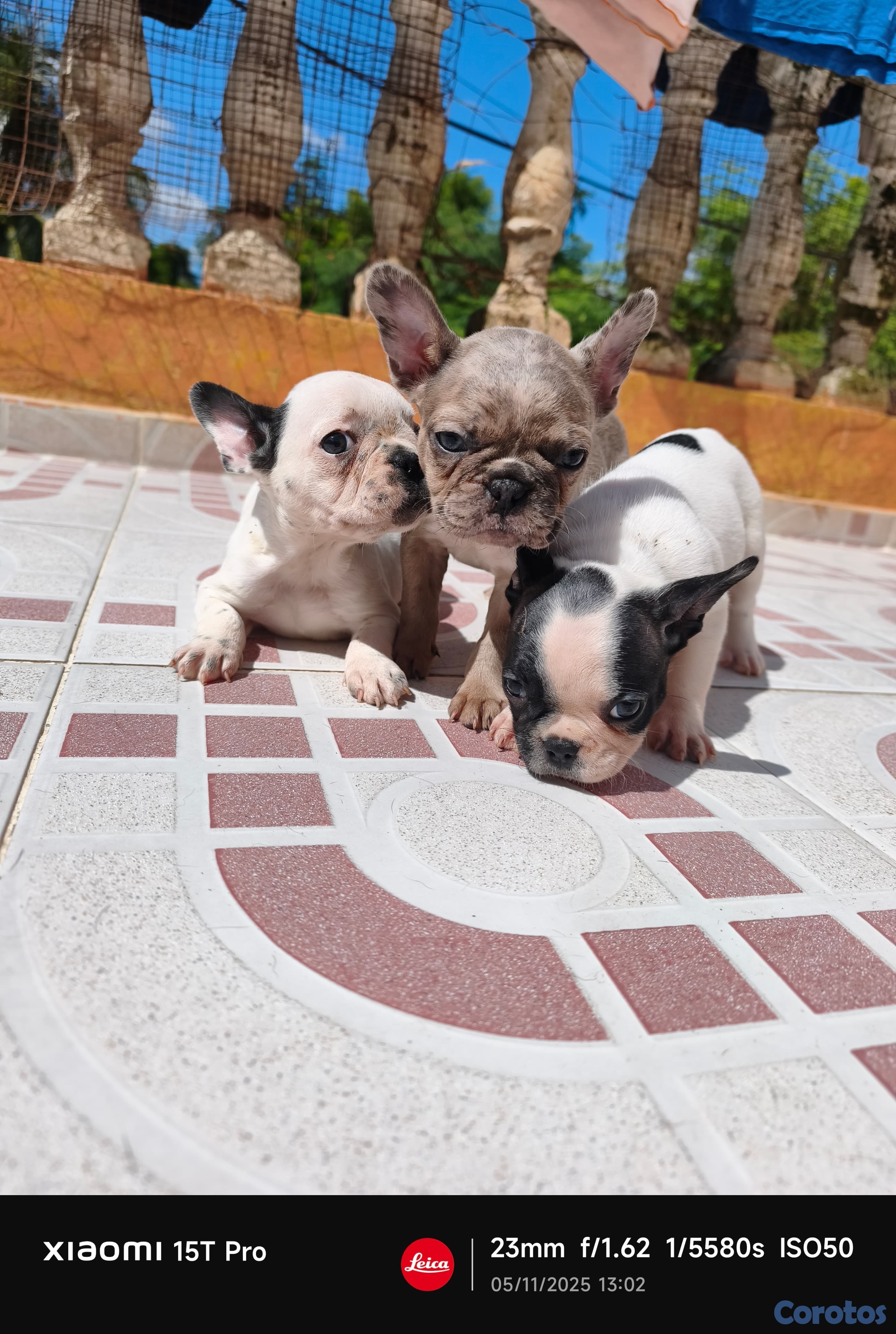 animales y mascotas - Bulldog francés hembra y macho, frances. Dog, pet,