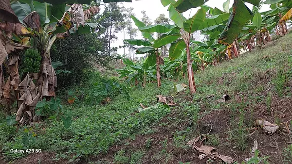 solares y terrenos - Finca en Venta – Jarabacoa, 50 Tareas con Título 3