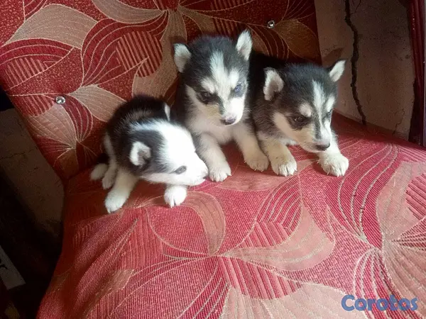 animales y mascotas - Husky severiano hembra y macho  2