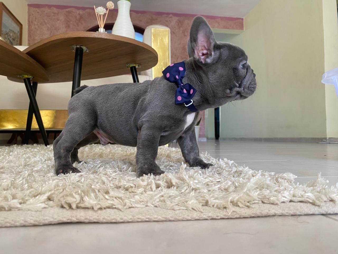 animales y mascotas - OFERTA CACHORRO BULLDOG FRANCES CON PEDIGRI MACHO 