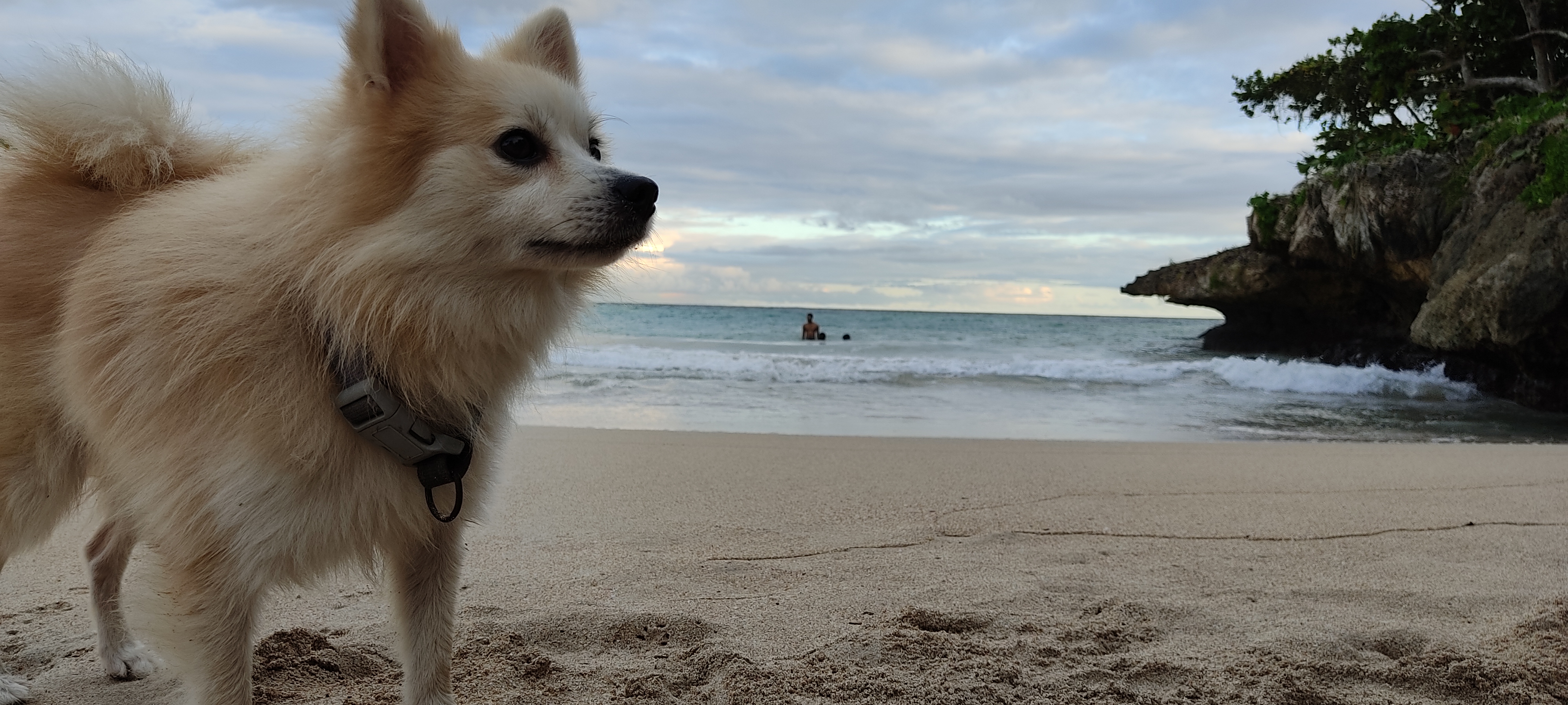 animales y mascotas - Pomerania spitz (cara de zorro) busca pareja hembra