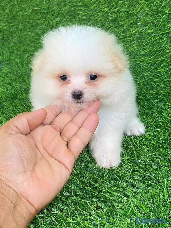 animales y mascotas - hermosos cachorritos pomerania mini 2
