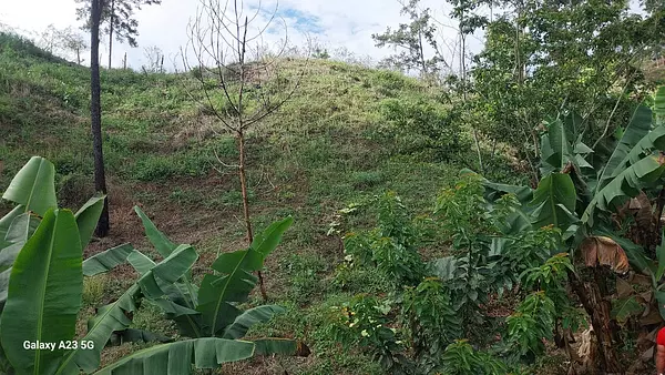 solares y terrenos - Finca en Venta – Jarabacoa, 50 Tareas con Título 4